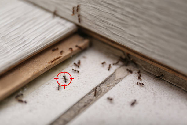Spider Control Near Me in Fair Plain, MI